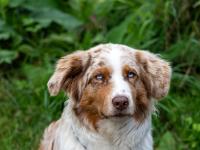 Australian Shepherd